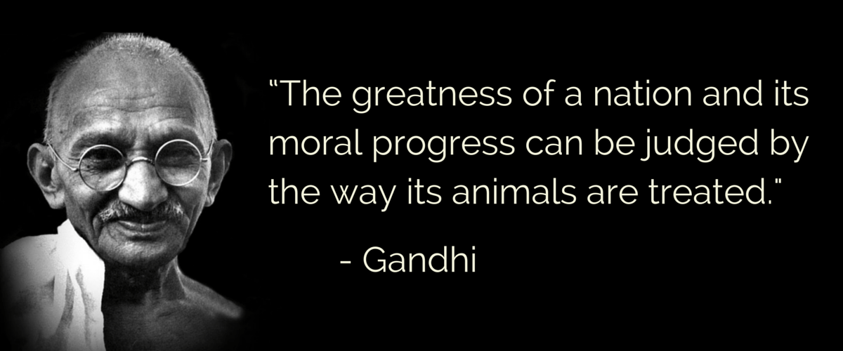 GBarks-Slider-Images-Gandhi.png