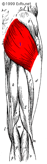 GluteusMaximusPosterior.gif