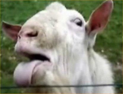 goat-vs-electric-fence.jpg