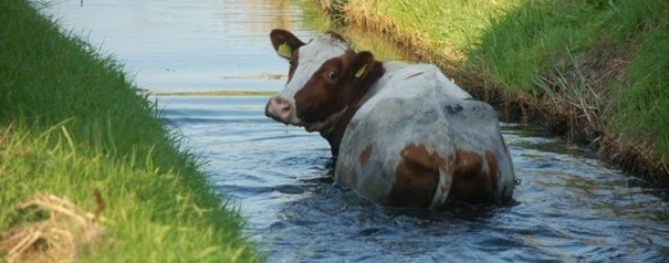 God-oude-koeien-sloot.jpg