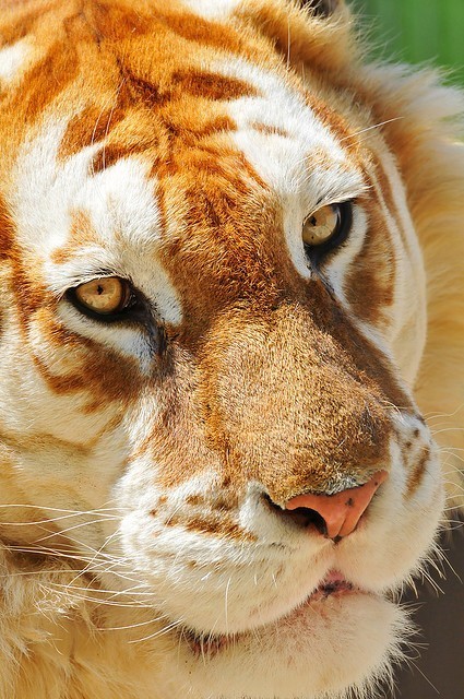 golden-tiger-headshot.jpg