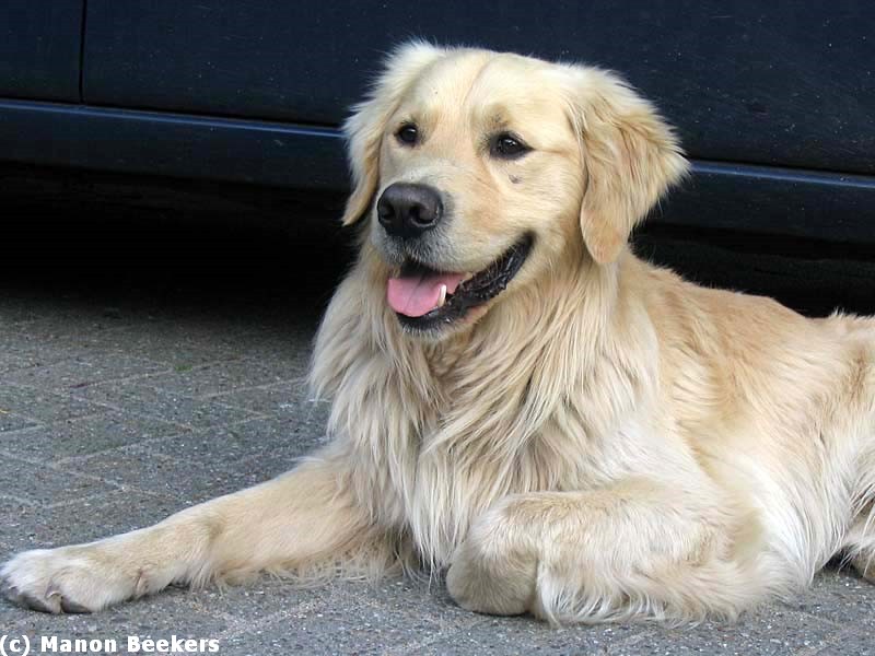 golden_retriever.jpg