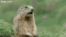 gopher-hey.gif