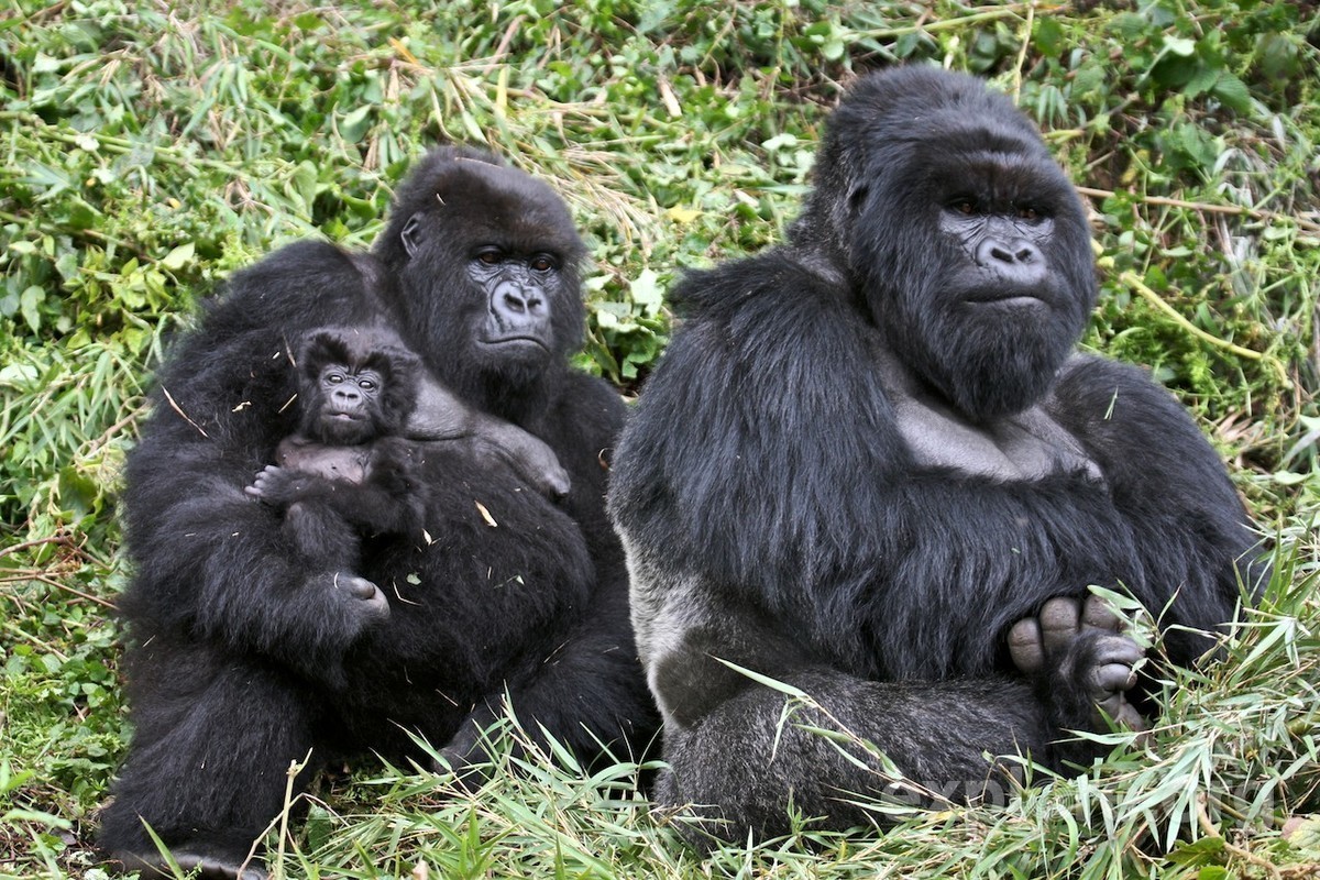 gorilla-family-rwanda-2.jpg