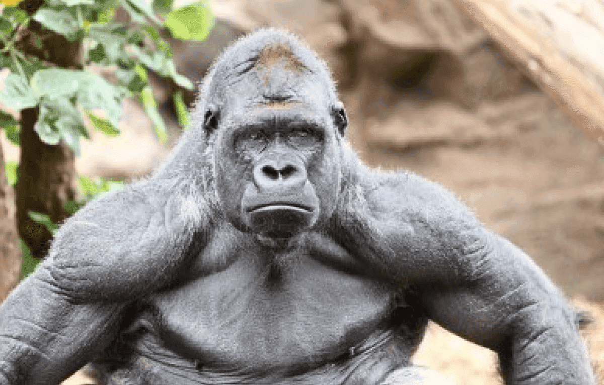 gorilla-jpeg.png