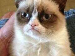 grumpy-cat-i-had-fun-once-it-was-awful-240x180.jpg