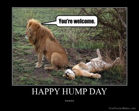 happy-hump-day-0qoinO-465x372.jpg