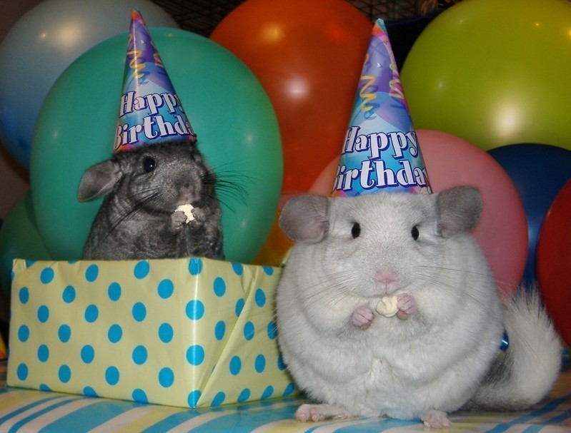 happy_birthday_chinchillas.jpg