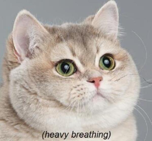 heavy breathing cat.jpg