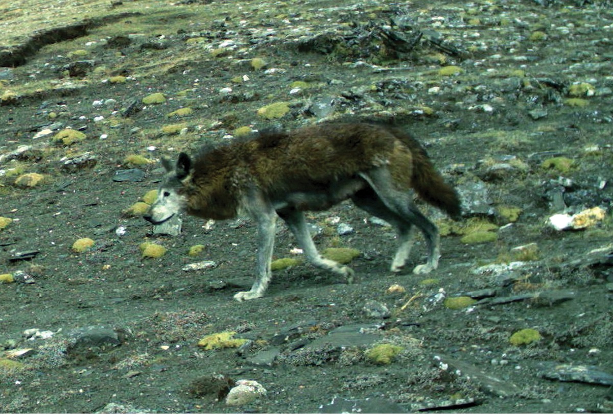 Himalayan_wolf%2C_Annapurna_Conservation_Area.jpg