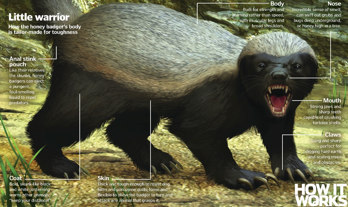 Honey-badger.jpg