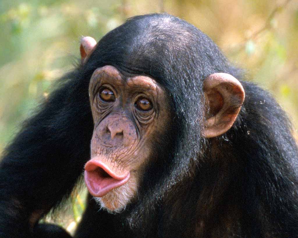 hooting-chimp.jpg
