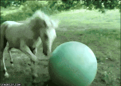 Horse-Exercise-Ball-Fail.gif