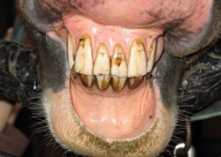 horse-teeth.jpg