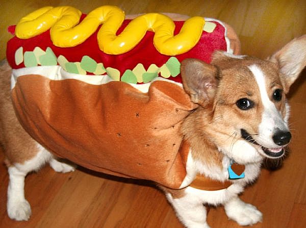 hotdogdog.jpg