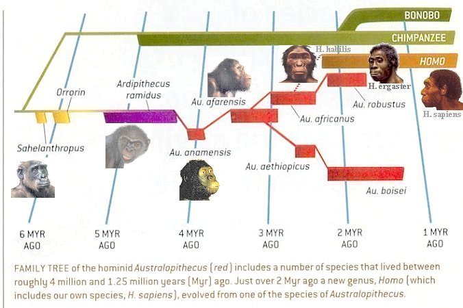 Human-familytree.jpg