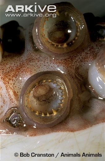 Humboldt-squid-sucker-cups-lined-with-sharp-teeth.jpg