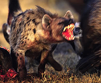 Hyenas2.jpg