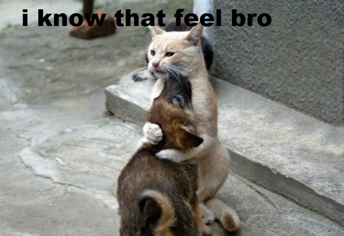 i+know+that+feel+bro.+i+know+that+feel+bro_76920d_3375373.jpg
