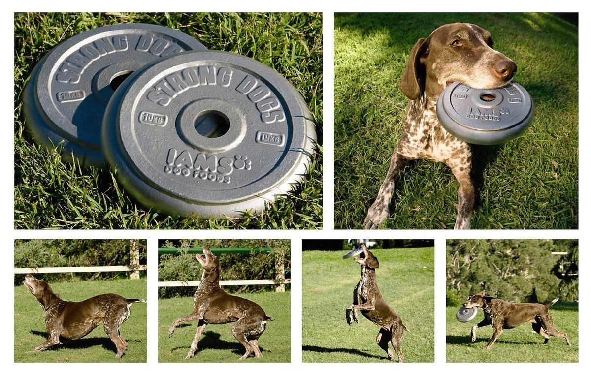 iams_dog_frisbee.jpg