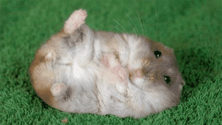 Image.aspx?object=News&type=large&image=Een_hamster_1040664.png
