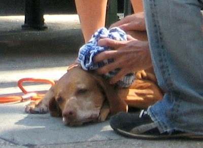 IMG_0526_poor_dog_closeup.jpg