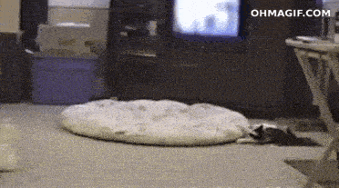 infinite-cat-circling.gif