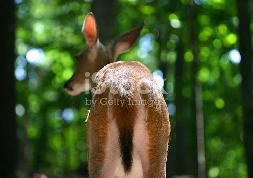 istockphoto_426116_deer_butt.jpg