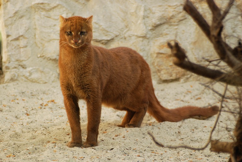 jaguarundi-05.jpg