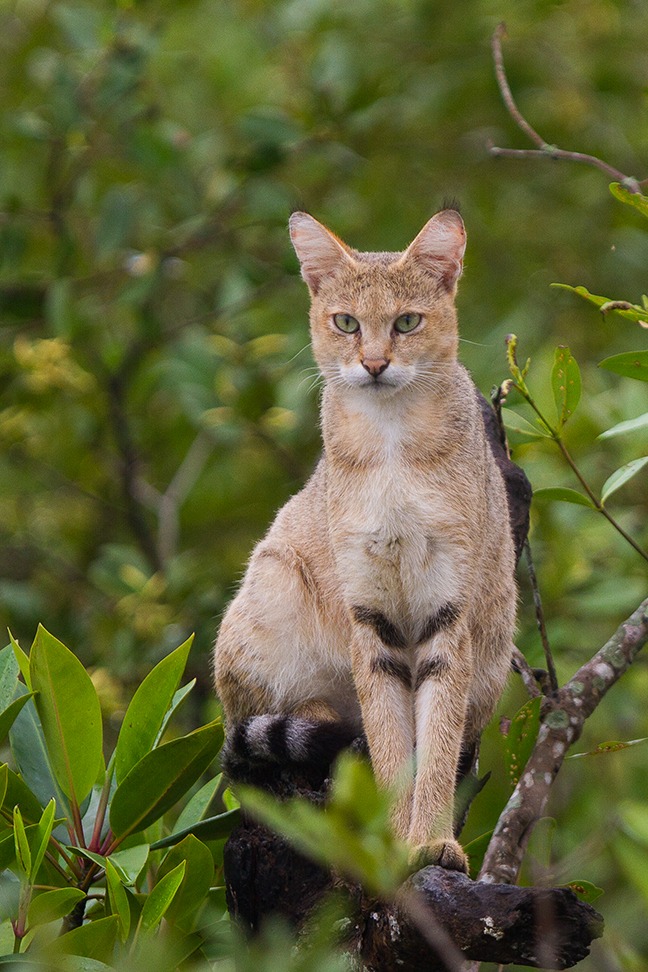 Jungle_Cat_on_tree_at_Sundarban%2C_West_Bengal%2C_India.jpg