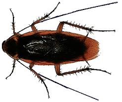kakkerlak.jpg