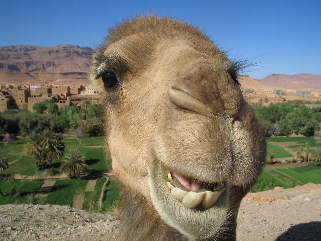 kameel2.jpg