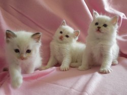 kittens_site_1.september_078.jpg