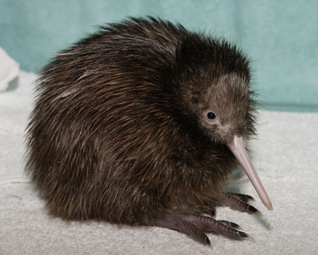 kiwi-744434.jpg