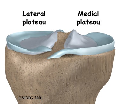 knee_collateral_anatomy03.jpg