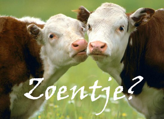 koe_zoentje.jpg