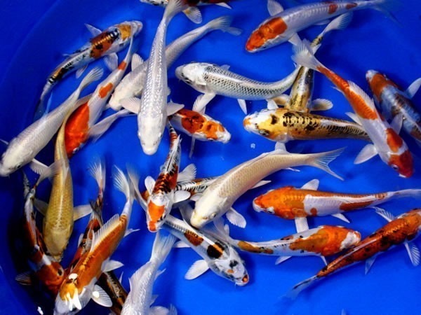 koi-sale-01.jpg
