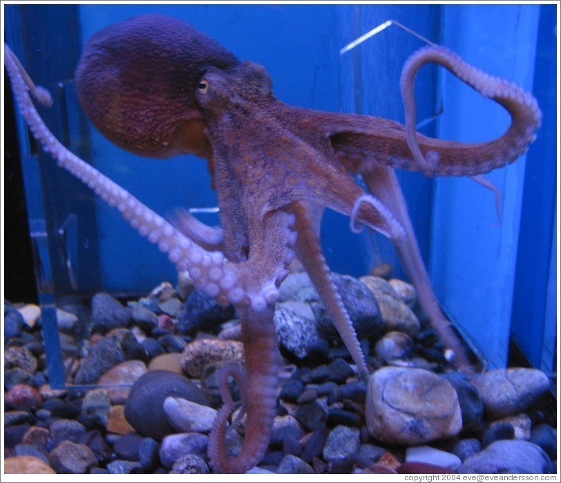 kuji-aquarium-octopus-5-large.jpg