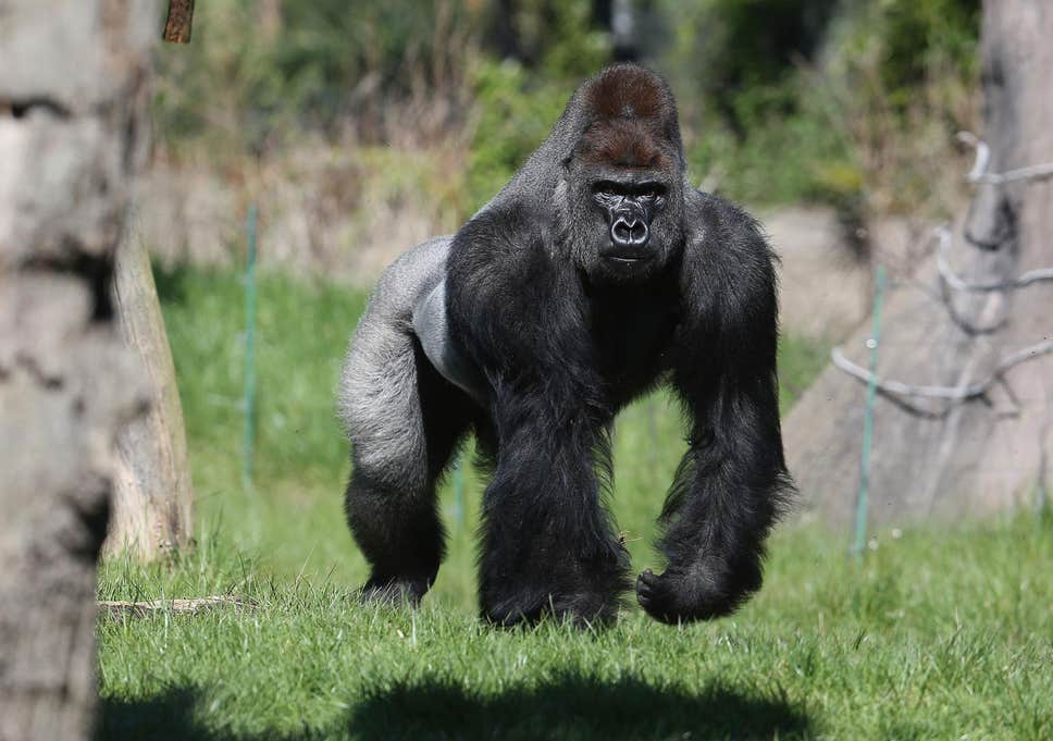 kumbuka-gorilla-zoo.jpg