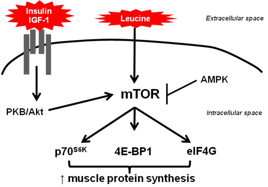 leucine-stimulates-mtor-01.jpg