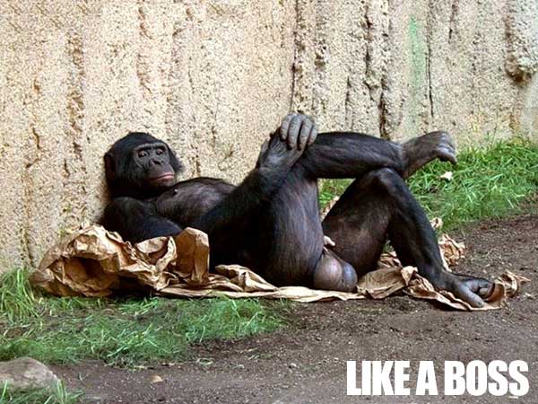 Like-A-Boss-monkey.jpg