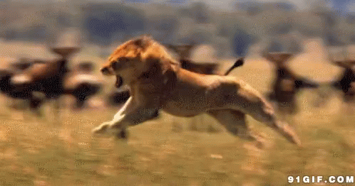 lion-running.gif