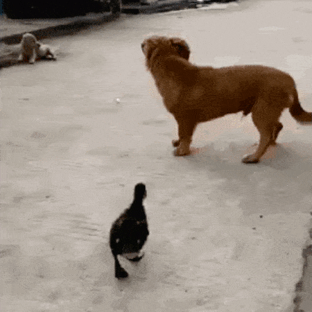 LiveLeak-dot-com-wtfdogduck_1544866257.gif