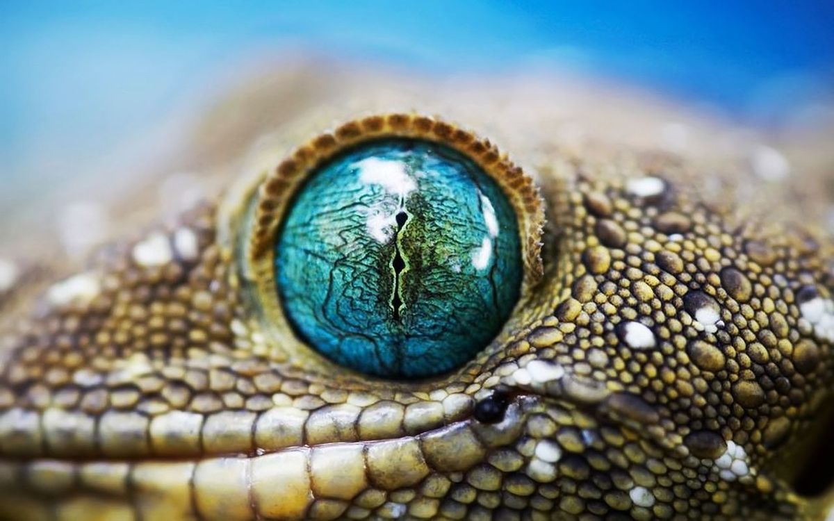 lizard_macro_blue_eye_wide.jpg