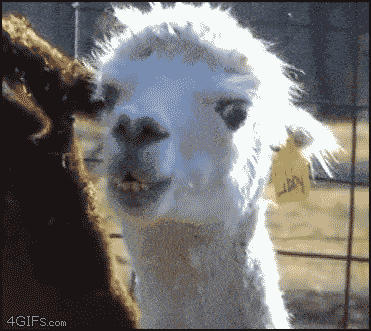 llama-stare-gif.gif