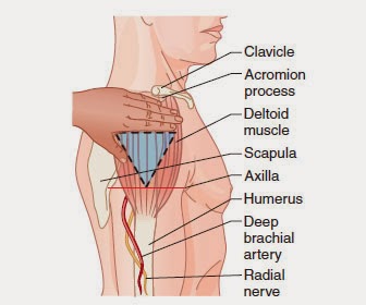 Locating-the-deltoid-site.jpg