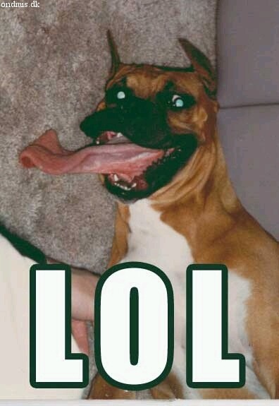 loldog.jpg