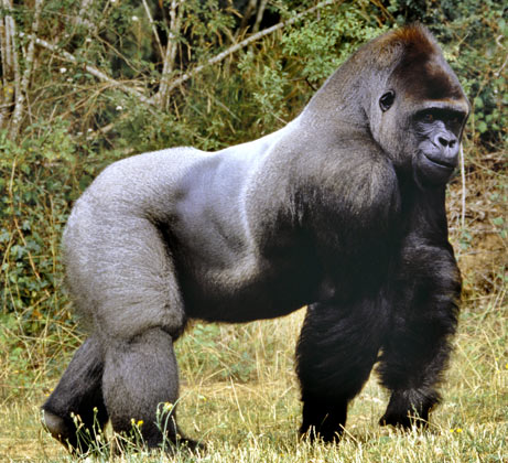 Lowland+gorilla+pictures.jpg