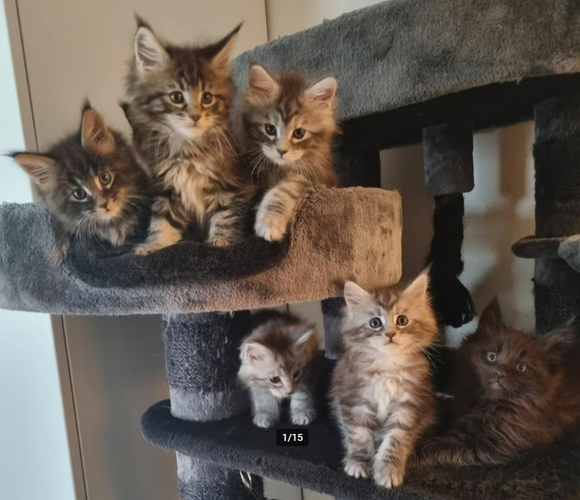 Maine Coon kittens.jpg
