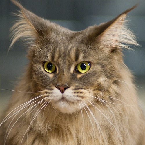 maine_coon.jpg